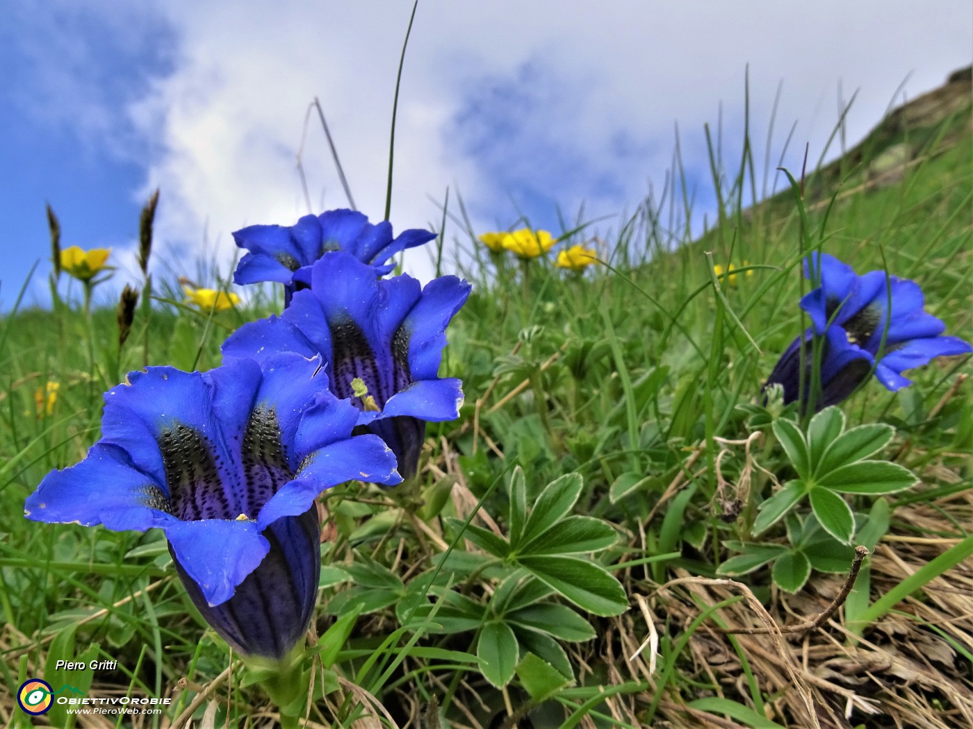 04 Gentiana acaulis (Genziana di Koch).JPG